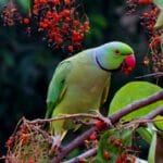 birds a Feathered Symphony: The Fascinating World of Birds