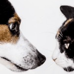 Cats vs Dogs: Who Deserves the Title of Best Friend in 2024?